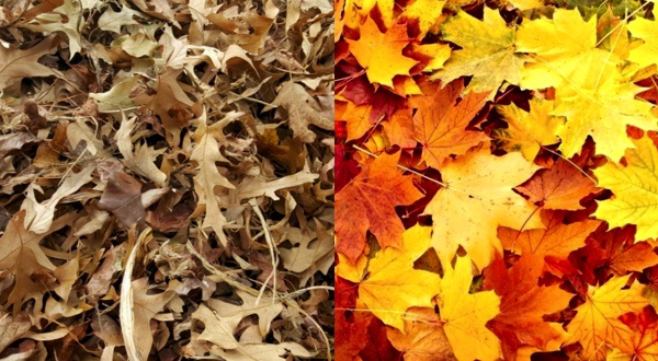 Leaf removal in Ocean City, MD